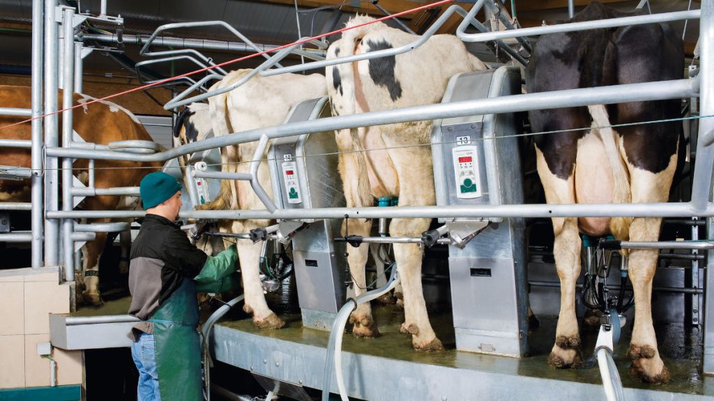 Auto Rotor Performer Plus farmer installing automatic milkers
