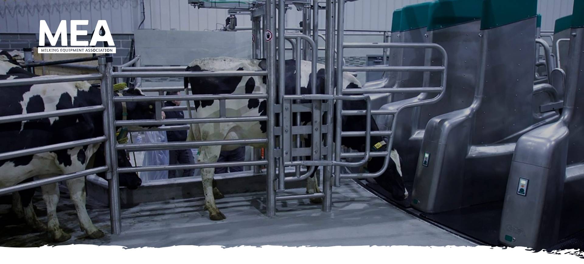 MEA banner with cow being led into automatic milking system