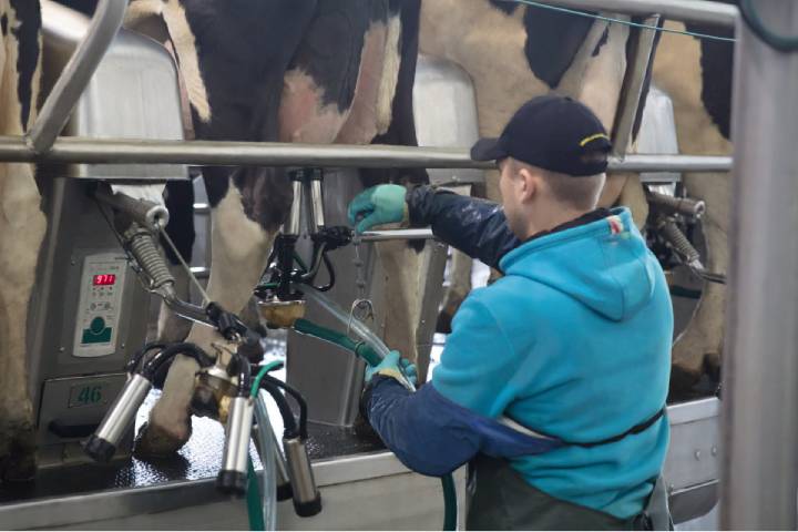 Farmer milking cow in Dairy Rotor T8900